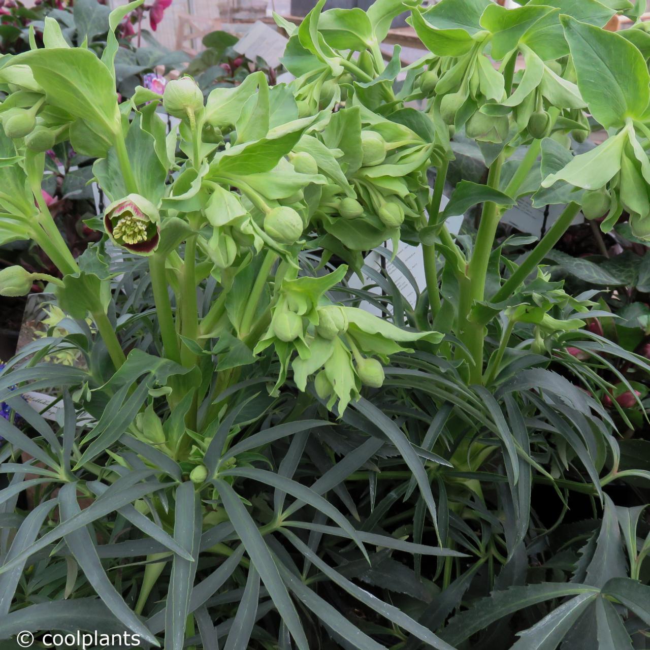 Helleborus foetidus 'Sopron' plant