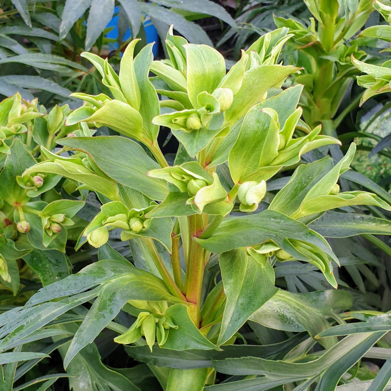 Helleborus foetidus 'Vogezen' plant