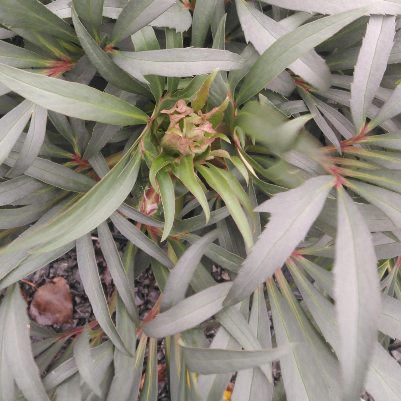Helleborus foetidus 'Wester Flisk' plant