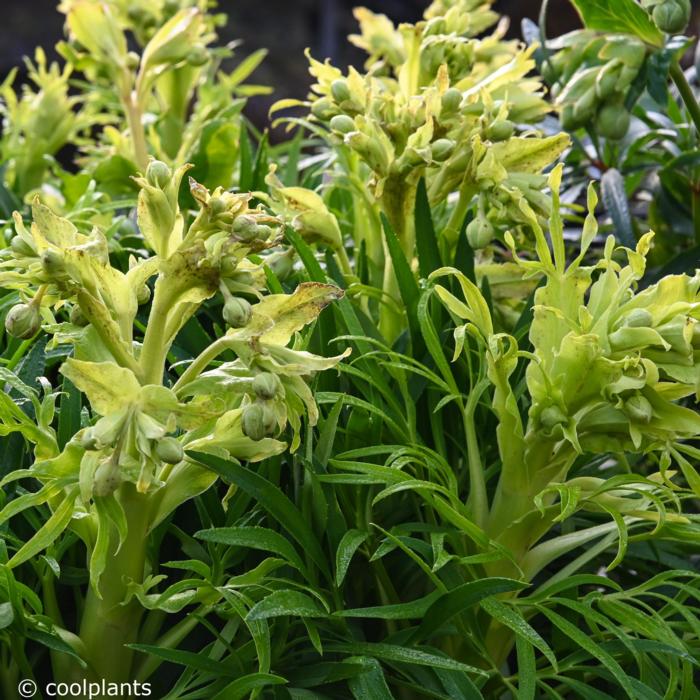 Helleborus foetidus 'Yellow Wilgenbroek' plant