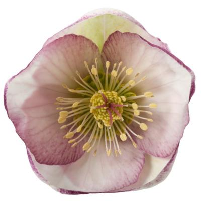 helleborus-glendas-gloss