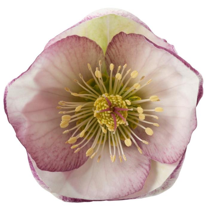 Helleborus 'Glenda's Gloss'