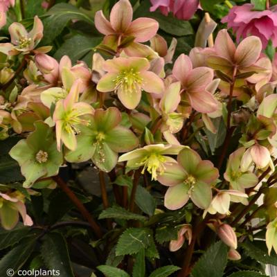 helleborus-guess
