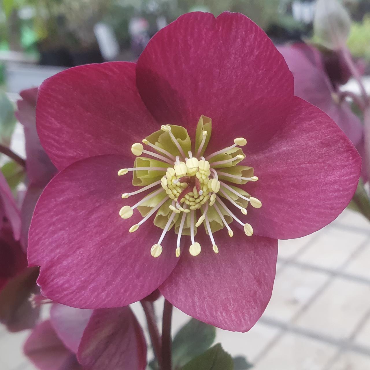 Helleborus 'Ice 'n Roses Benotta' plant