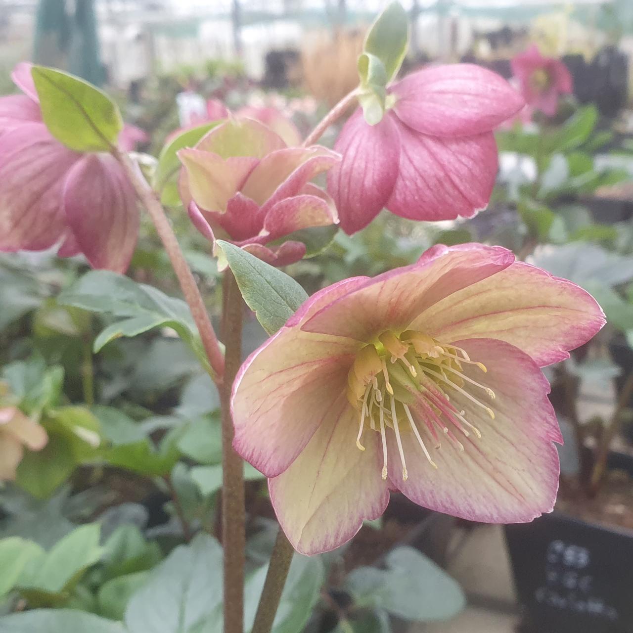 Helleborus 'Ice 'n Roses Carlotta' plant