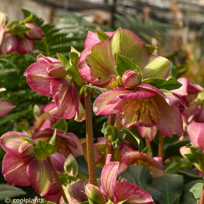 Helleborus 'Ice 'n Roses Carlotta' plant