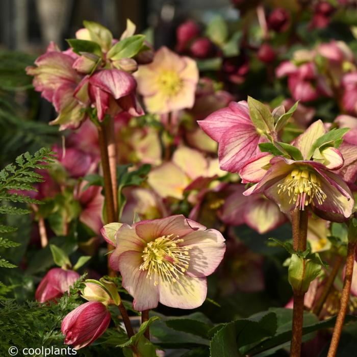 Helleborus 'Ice 'n Roses Carlotta' plant