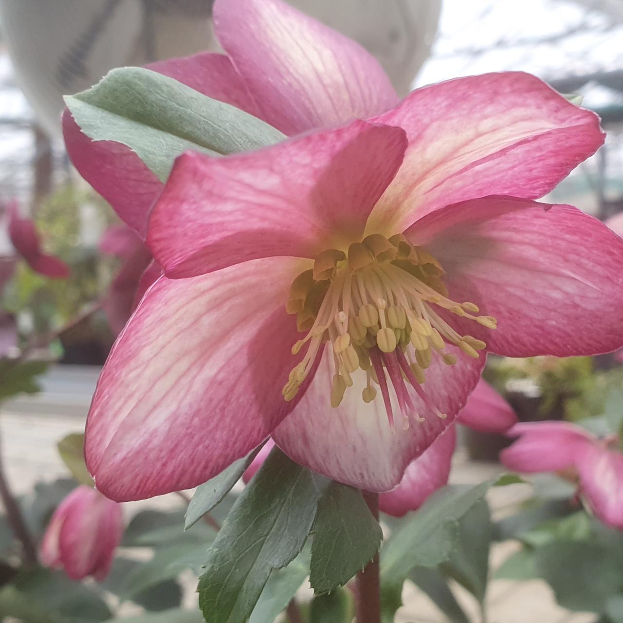 Helleborus 'Ice 'n Roses Dark Picotee' plant