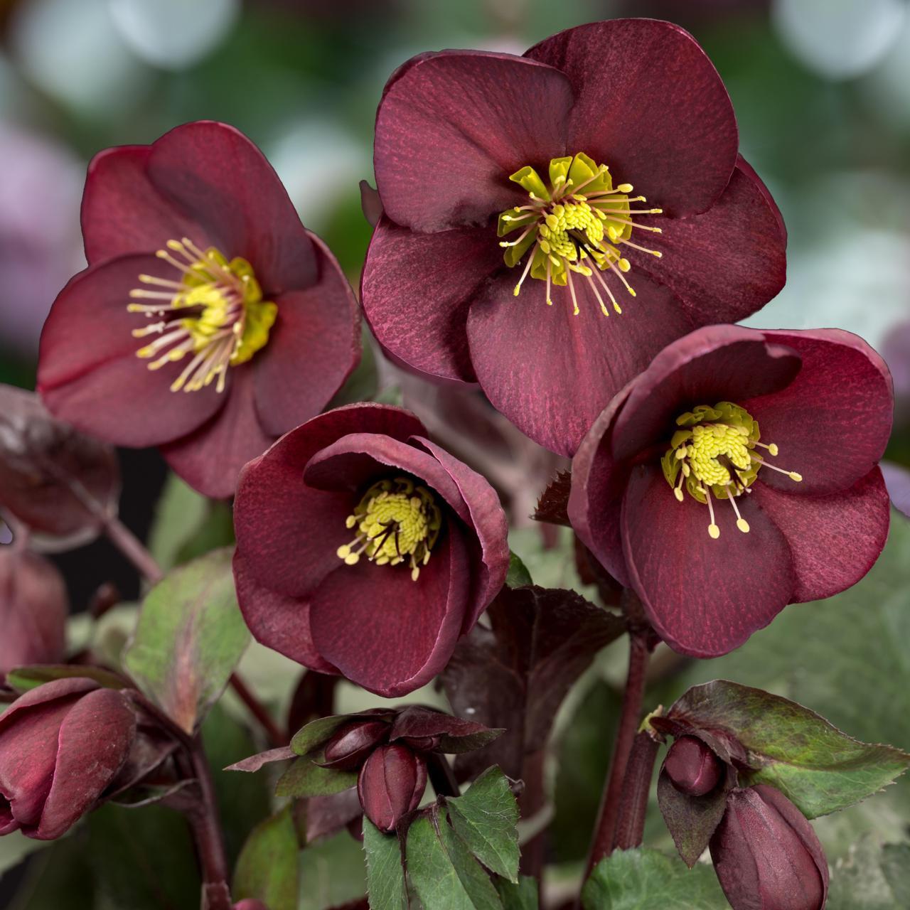 Helleborus 'Ice 'n Roses Merlot' plant