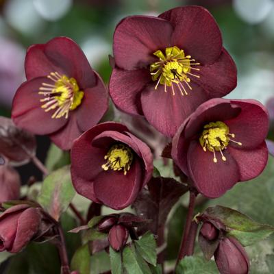 helleborus-ice-n-roses-merlot