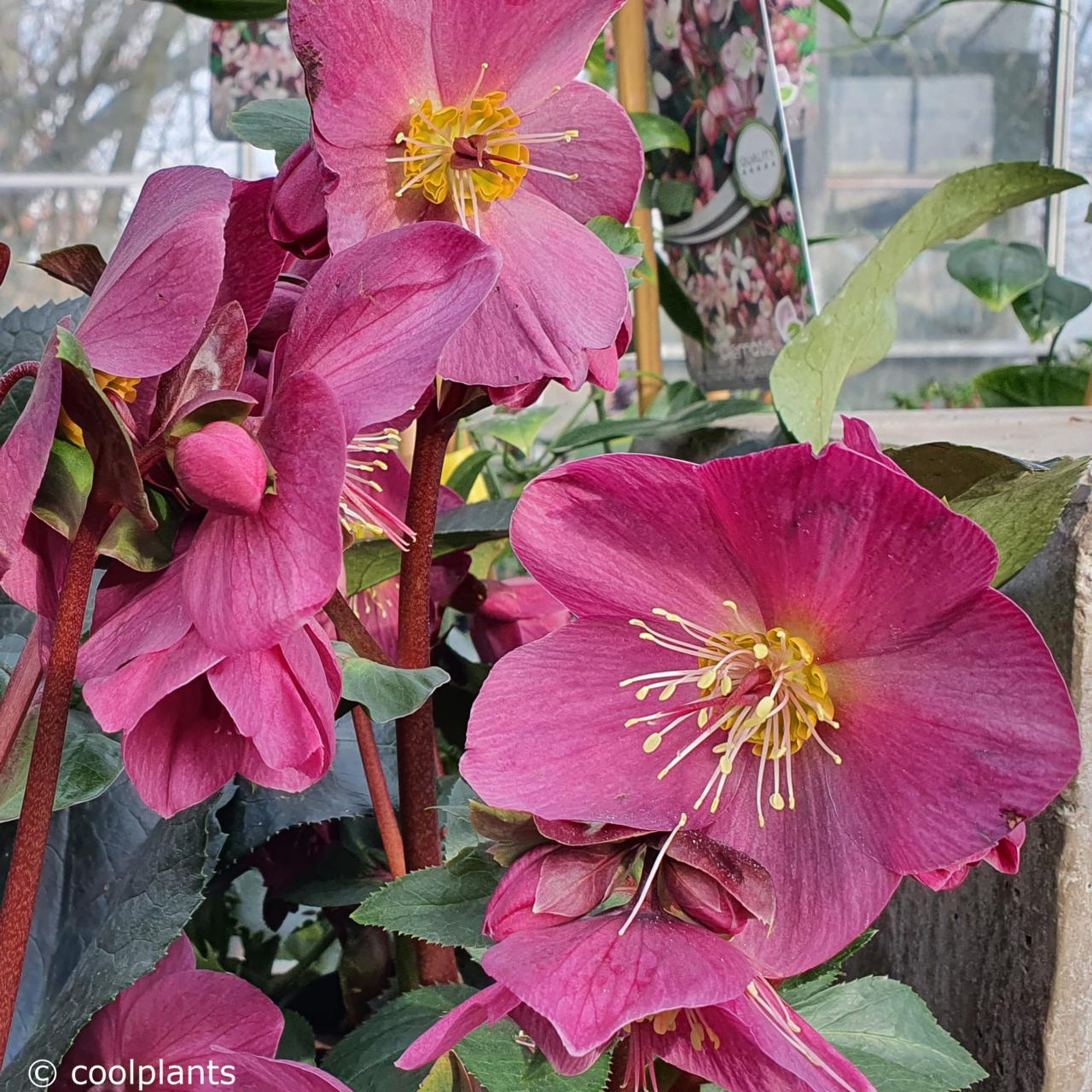 Helleborus 'Ice 'n Roses Red' plant