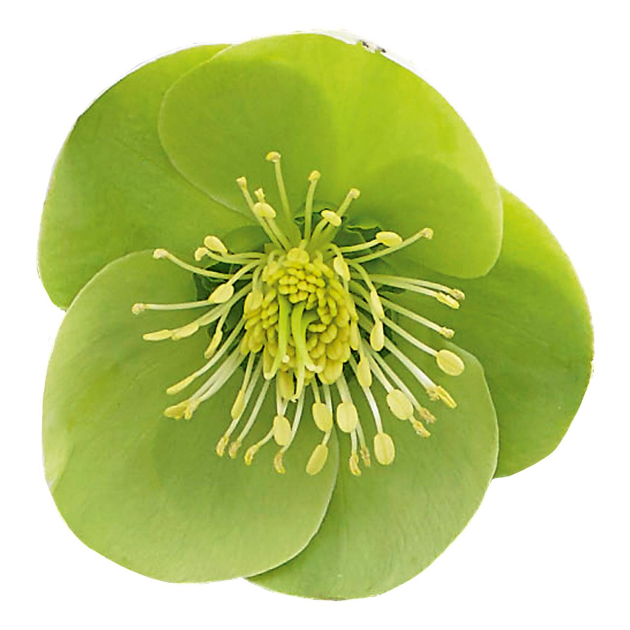 Helleborus 'Illumi Lime' plant