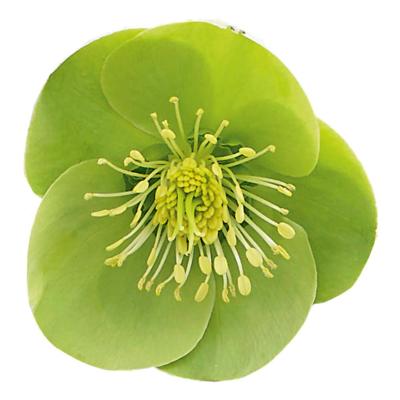 helleborus-illumi-lime