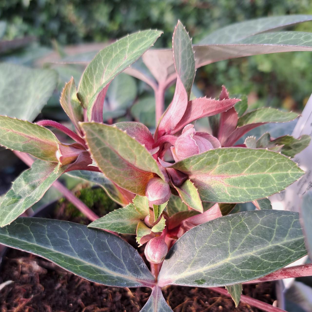 Helleborus lividus 'Purple Marble' plant