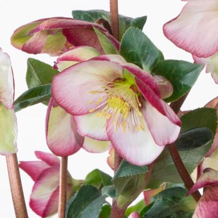 Helleborus 'Magico' plant