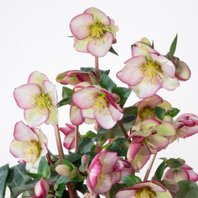 helleborus-magico