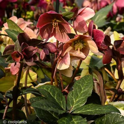 helleborus-merlin