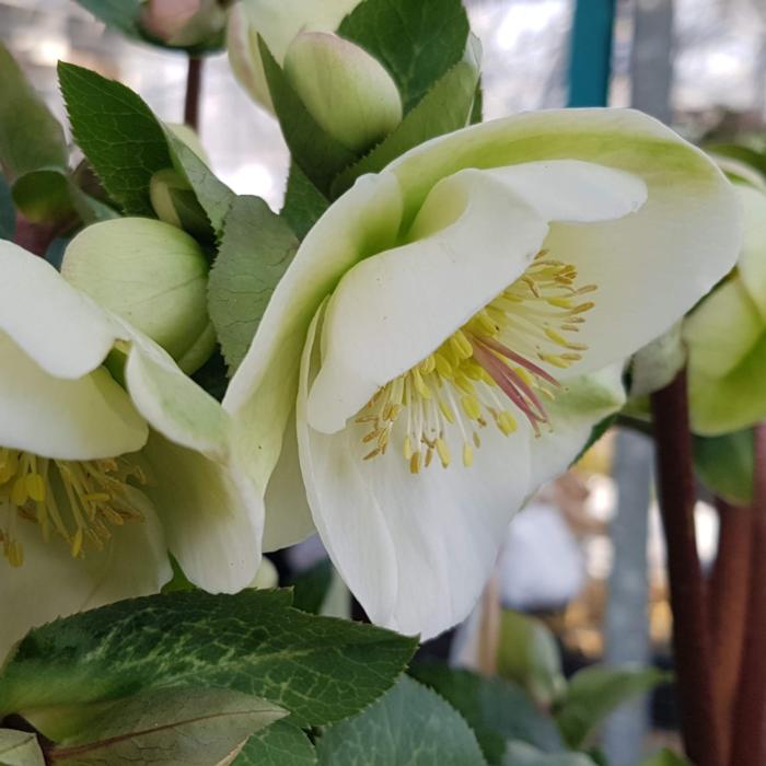 Helleborus 'Molly's White' plant