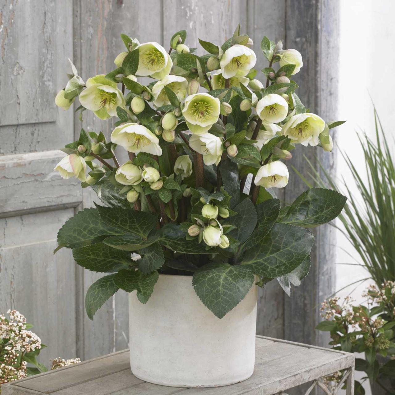 Helleborus 'Moondance' plant