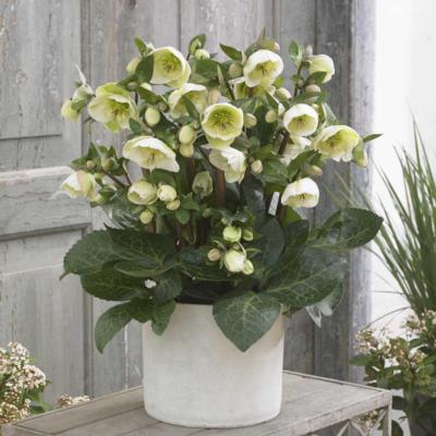 helleborus-moondance