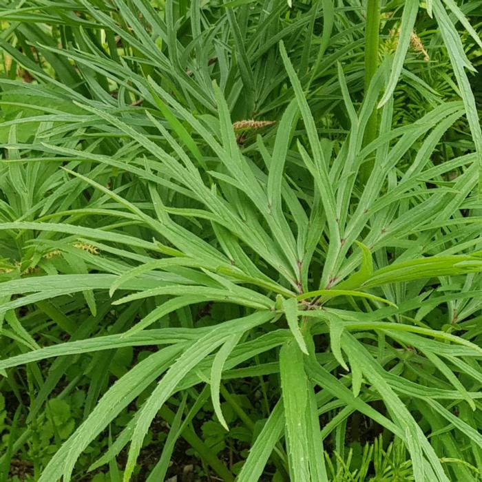 Helleborus multifidus ssp. hercegovinus JVDS409 plant