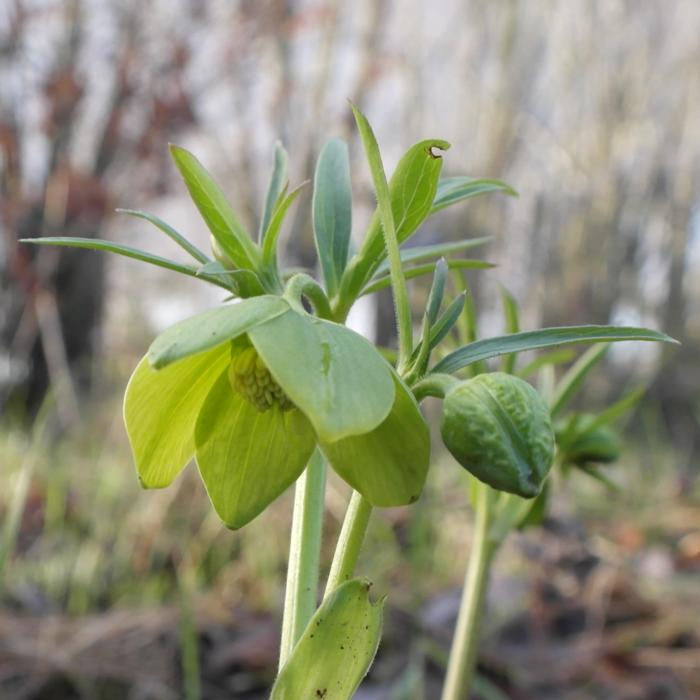 Helleborus multifidus ssp. hercegovinus JVDS409 plant