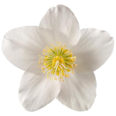 helleborus-niger-kindly-star