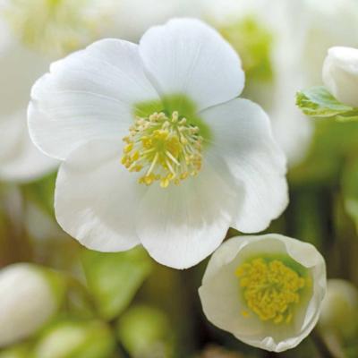 helleborus-niger-verboom-beauty