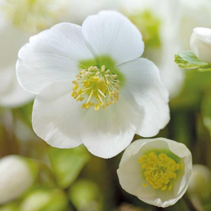 Helleborus niger 'Verboom Beauty' plant