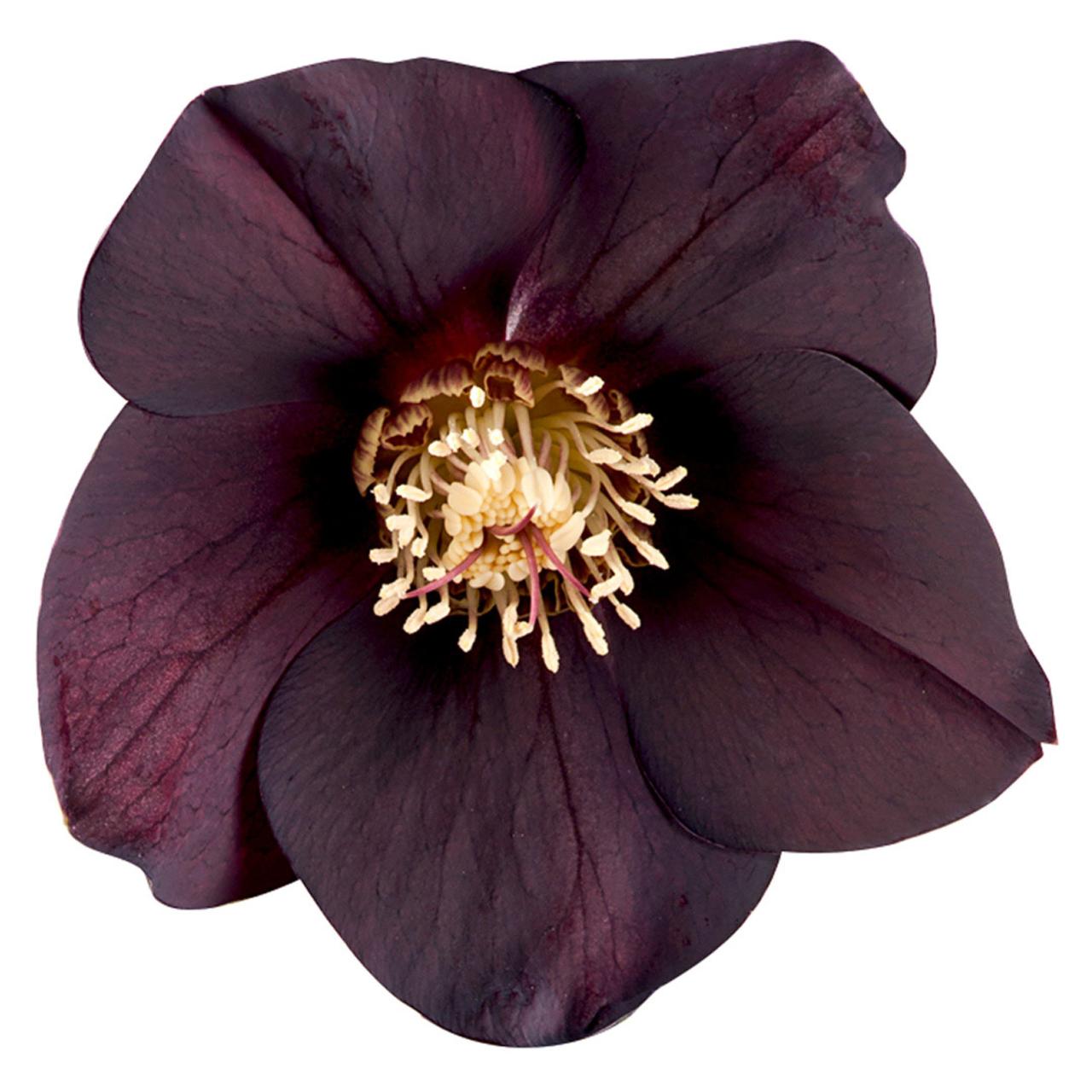 Helleborus orientalis 'Abigail' plant