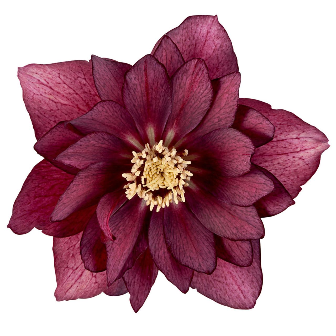 helleborus-orientalis-cerise Helleborus orientalis 'Cerise' plant