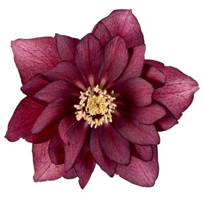 helleborus-orientalis-cerise