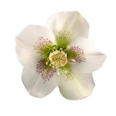 helleborus-orientalis-claudia