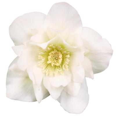 helleborus-orientalis-dafine