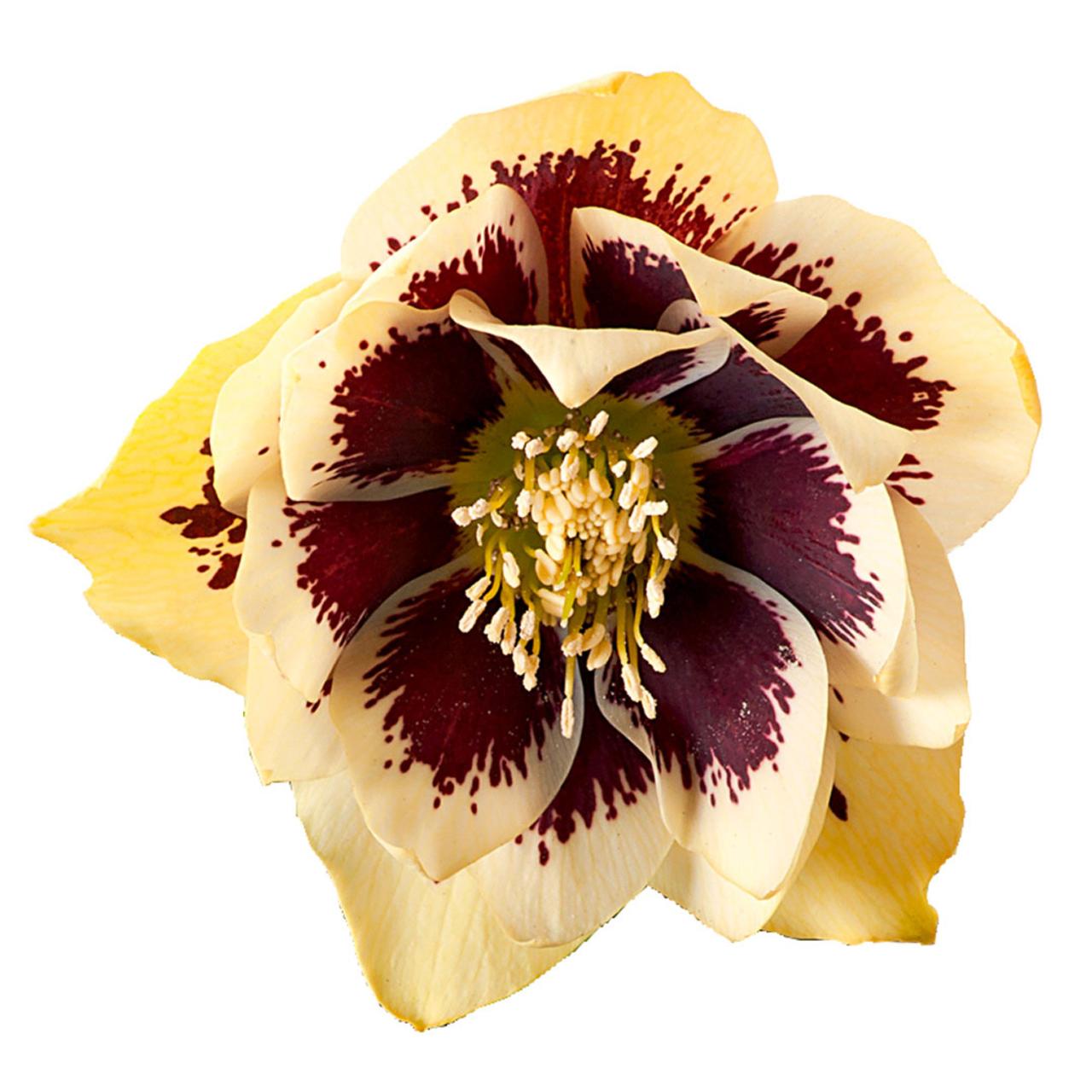 Helleborus orientalis 'Danique' plant