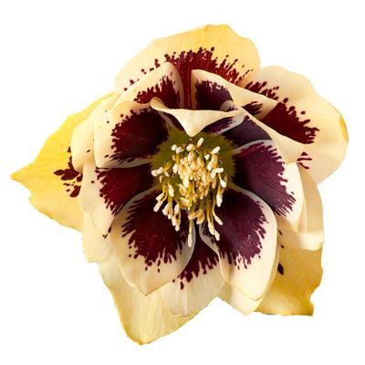 helleborus-orientalis-danique