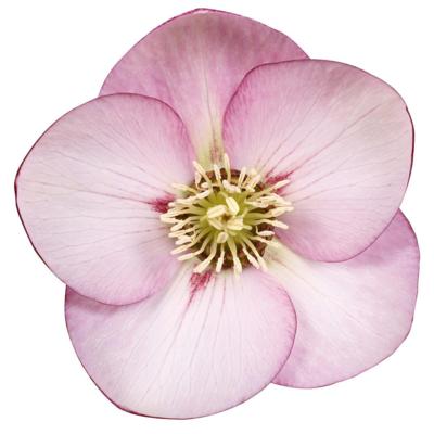 helleborus-orientalis-deborah