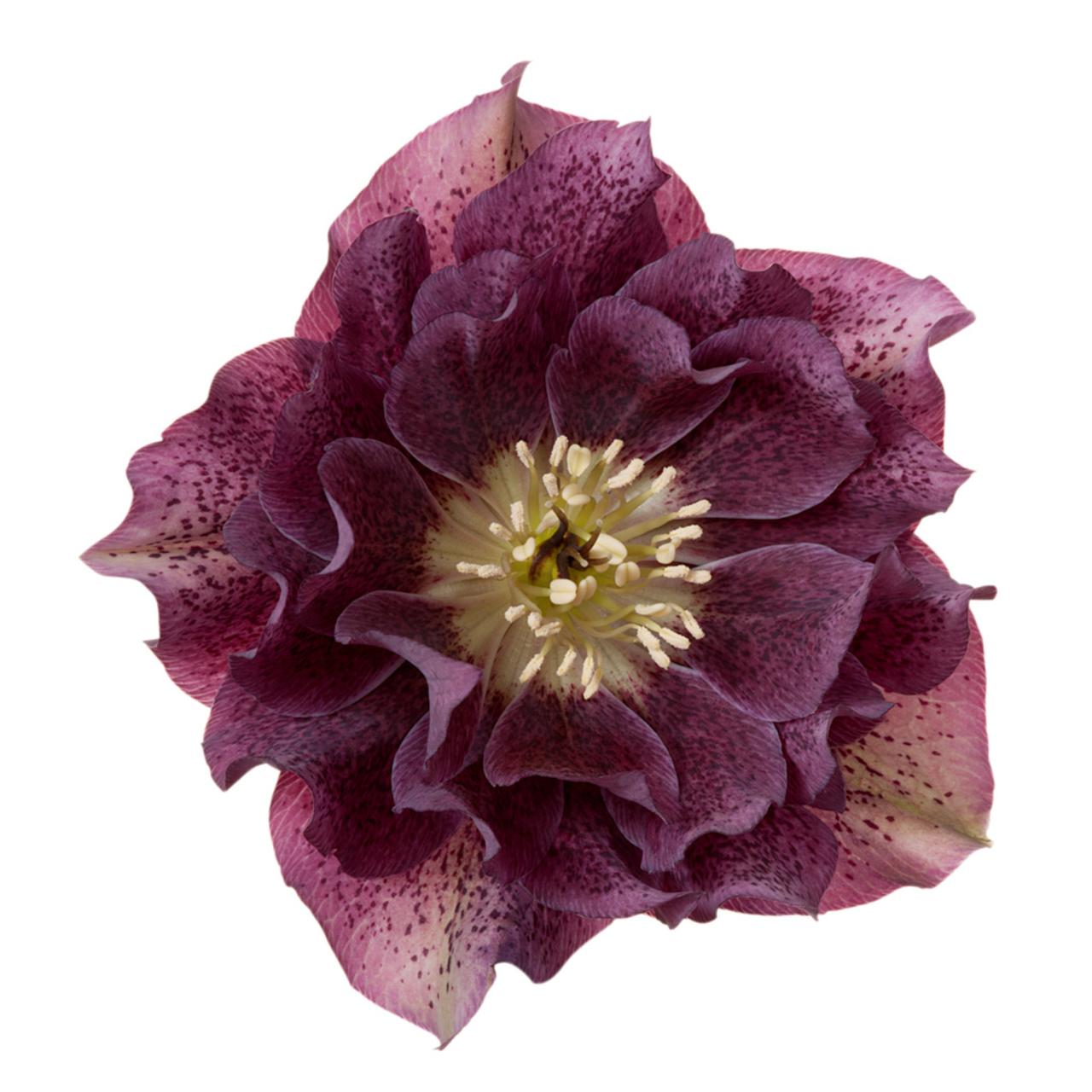 helleborus-orientalis-diana Helleborus orientalis 'Diana' plant