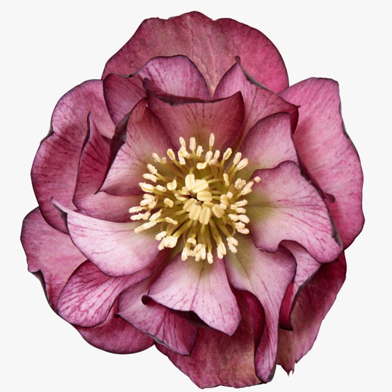 Helleborus orientalis 'Elise' plant