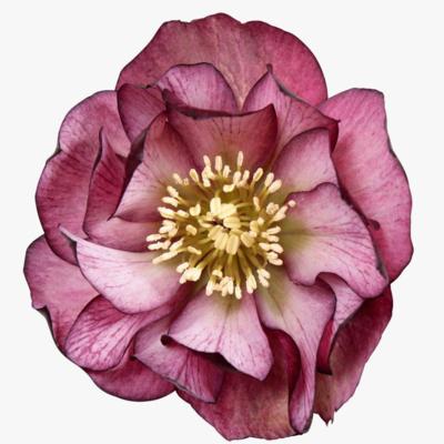 helleborus-orientalis-elise