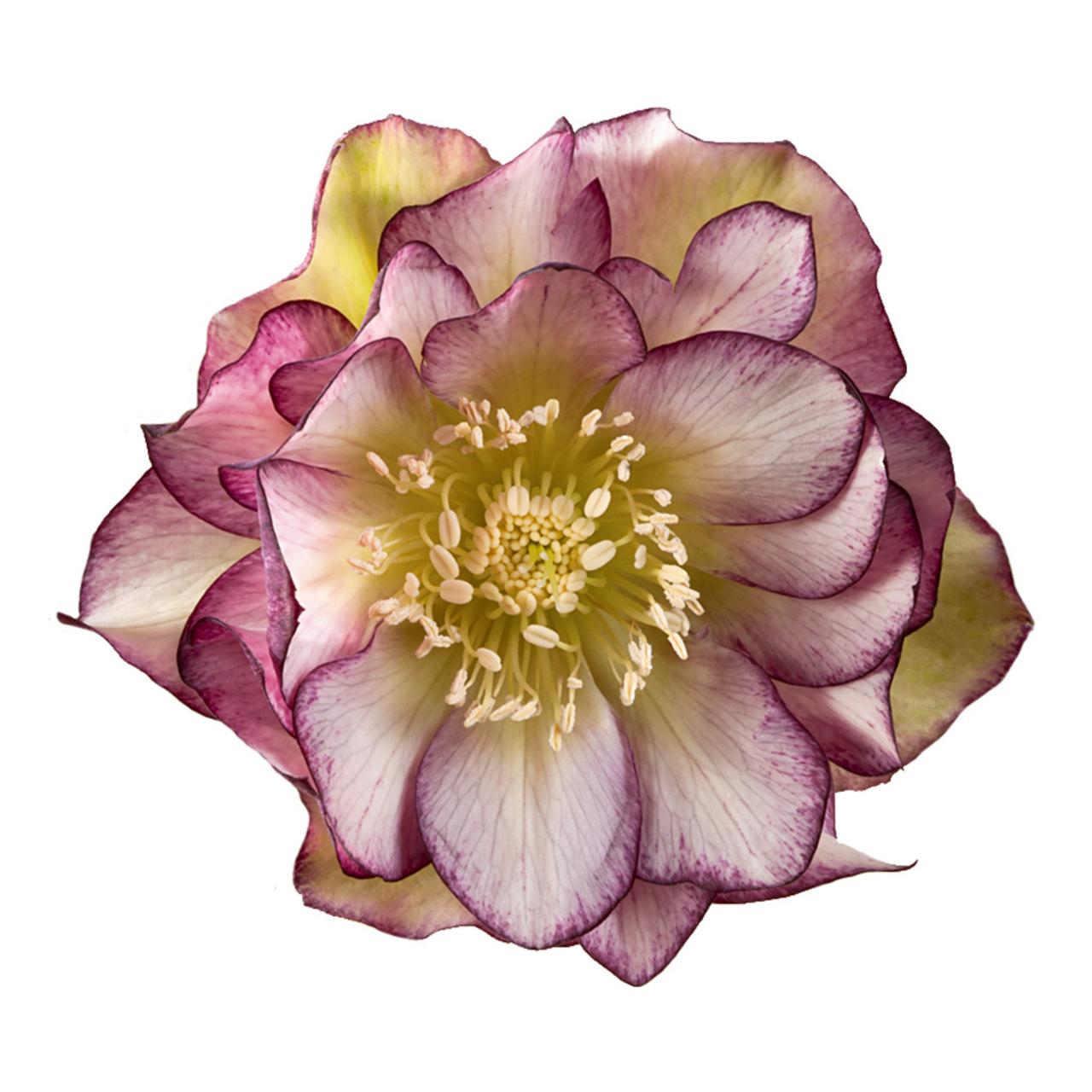 Helleborus orientalis 'Eva' plant