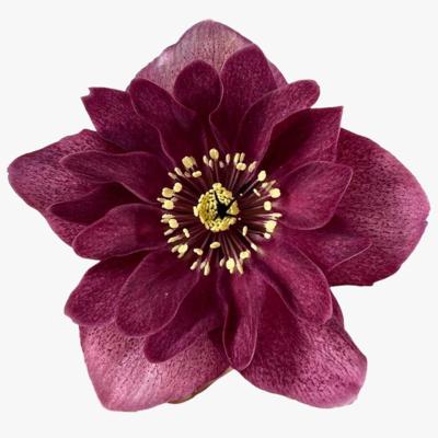 helleborus-orientalis-jaella