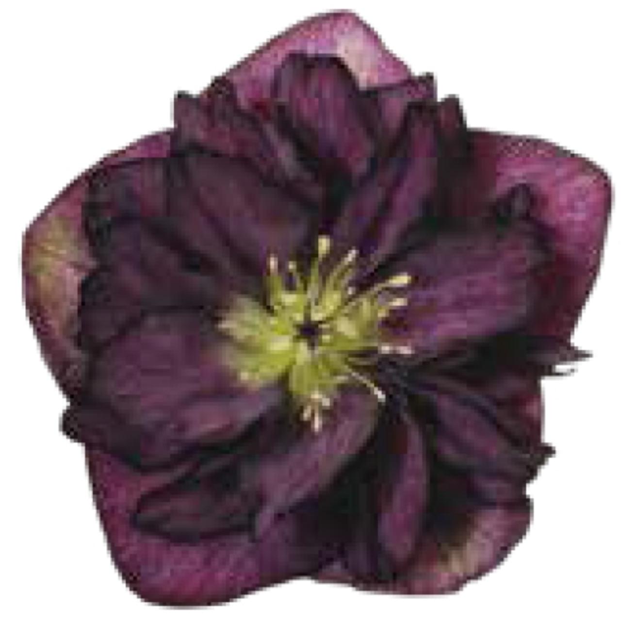 Helleborus orientalis 'Jana' plant