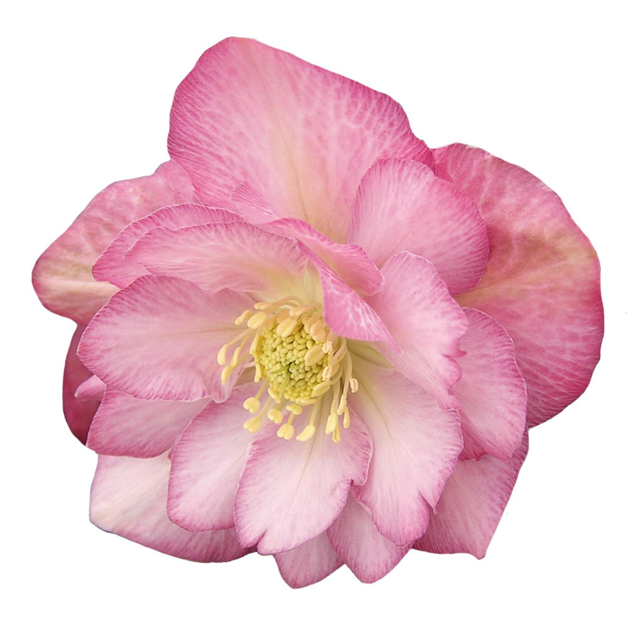 helleborus-orientalis-jiska Helleborus orientalis 'Jiska' plant