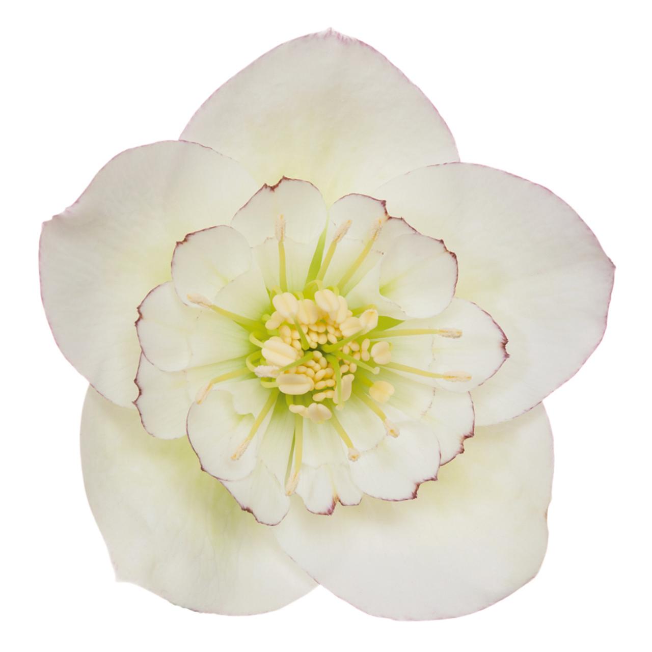 helleborus-orientalis-judith Helleborus orientalis 'Judith' plant