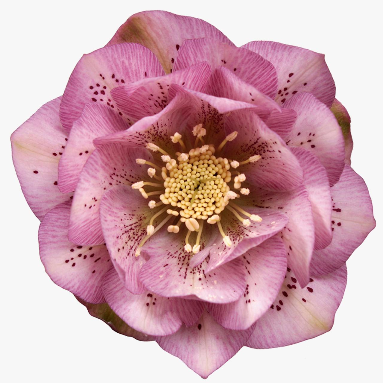 Helleborus orientalis 'Larissa' plant