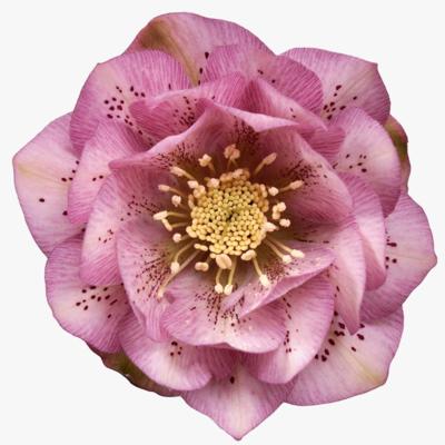 helleborus-orientalis-larissa