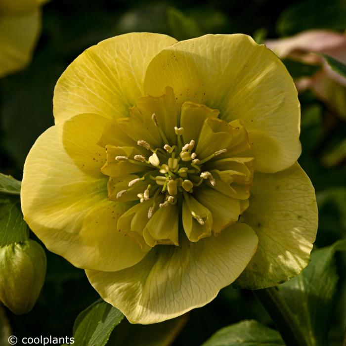 Helleborus orientalis 'Lucrezia' plant