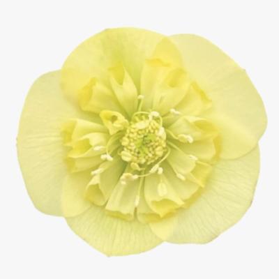 helleborus-orientalis-lucrezia