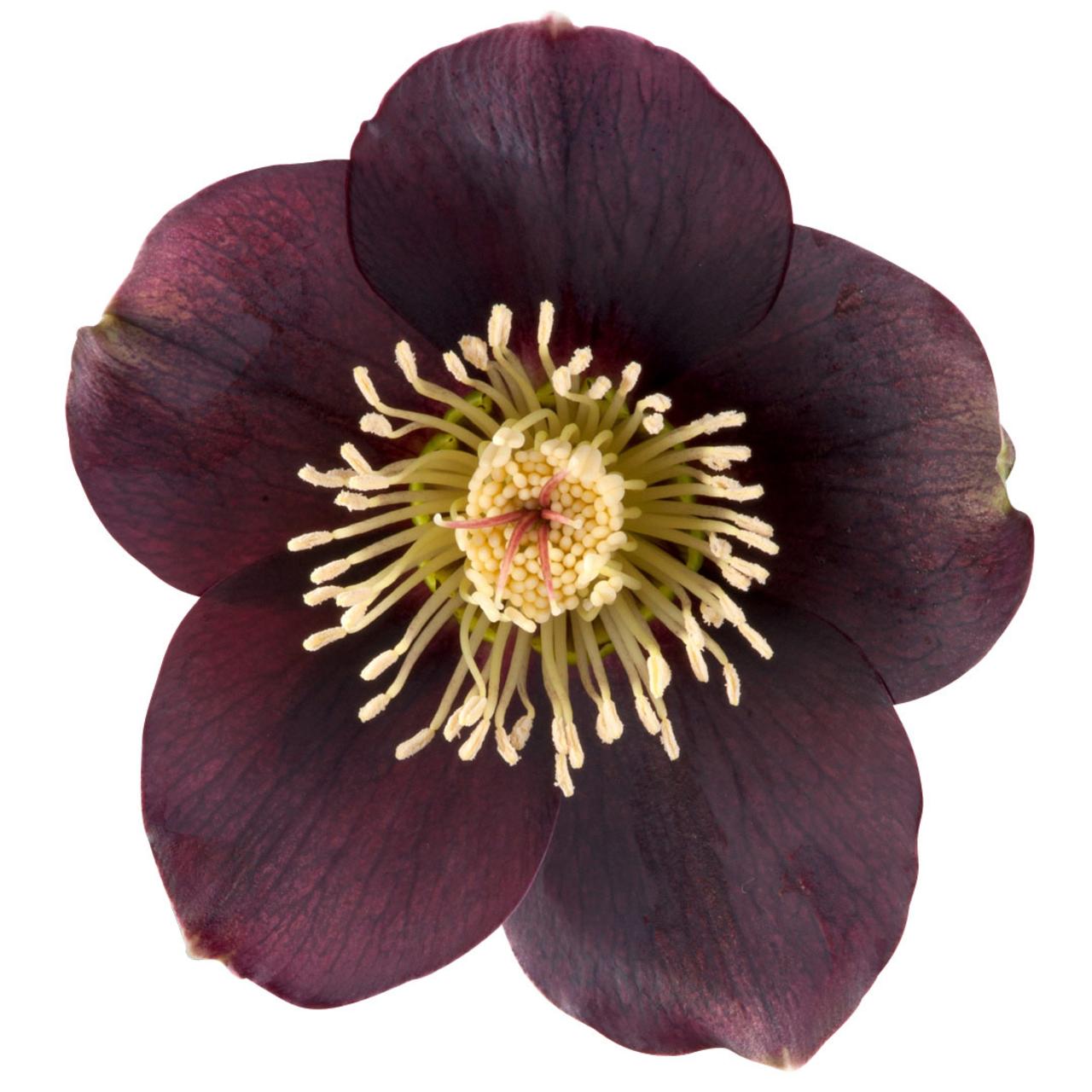 Helleborus orientalis 'Lucy' plant